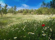 Finca en primavera
