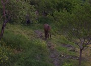 Mulos y burros 1