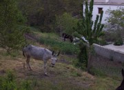 Mulos y burros